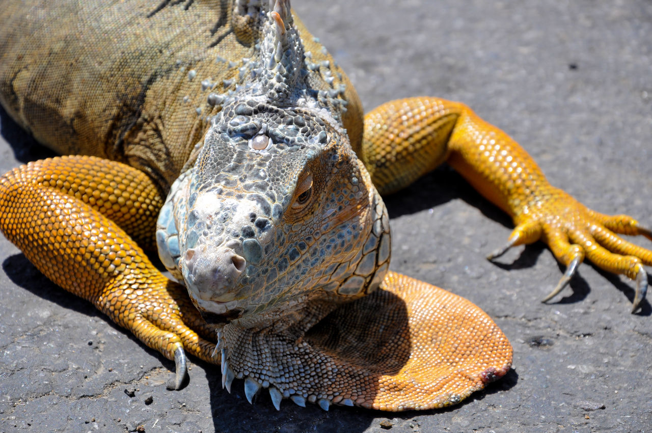 Sunbathing iguana