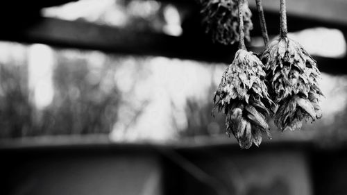 Close-up of leaves hanging outdoors