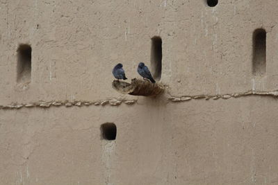 wall