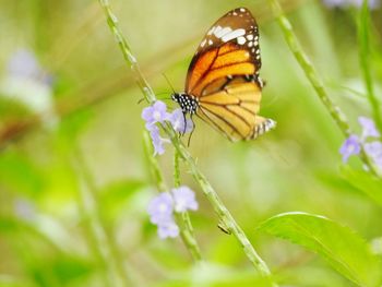 Close-up of butterfly pollinating on flower