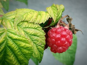 Close-up of strawberry growing on plant