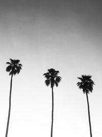 Low angle view of coconut palm trees against sky