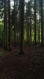 Trees in forest