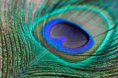 Full frame shot of feather