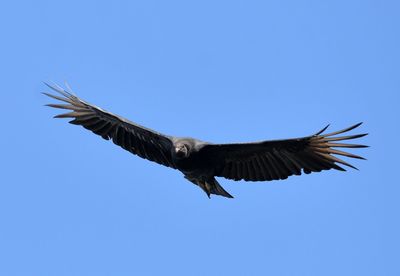 Low angle view of bird flying against clear blue sky