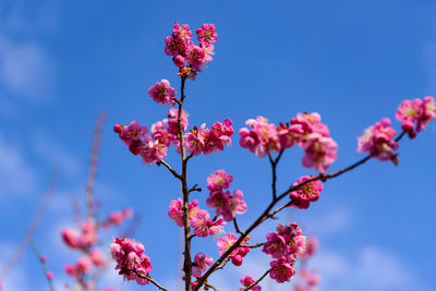 Close-up of pink cherry blossoms in spring