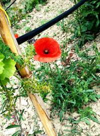 Close-up of red flower blooming in park