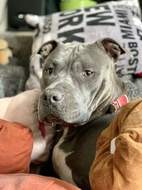 Close-up portrait of a amstaff dog looking at camera