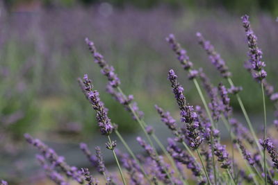 Close-up of purple flowering plants on field