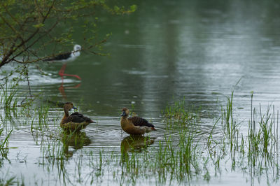 Ducks swimming in lake