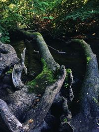 Moss growing on tree in forest