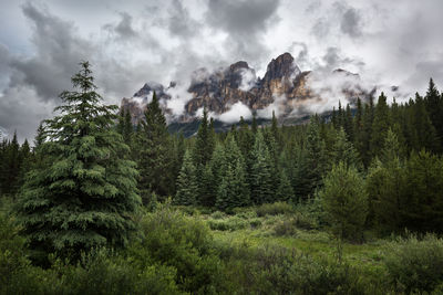 Trees growing on field against cloudy sky 