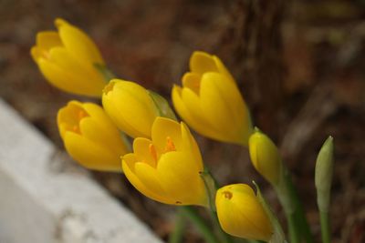 Close-up of yellow flowering plant