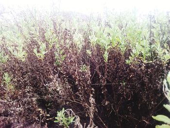 Close-up of plants growing on field