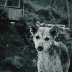 Close-up portrait of dog