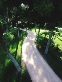 Road amidst trees on landscape