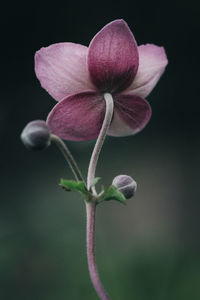 Close-up of pink flowers