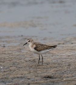 Side view of a bird on beach