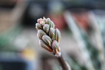 Close-up of flowering plant