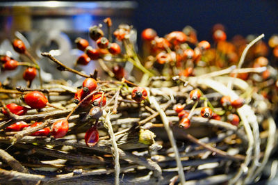 Close-up of berries on twigs