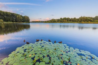 Scenic view of ducks and water lily in lake