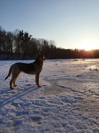 View of dog on snow covered landscape during sunset