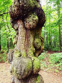 Close-up of tree trunk in forest