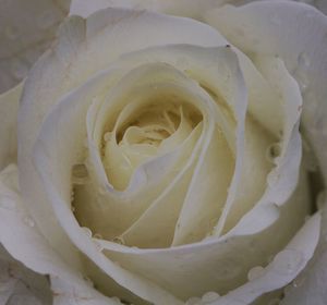 Close-up of rose