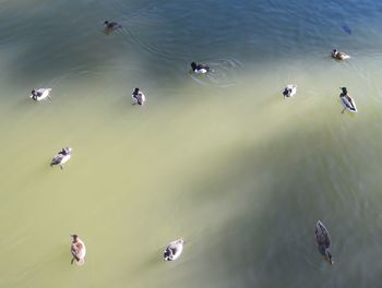 High angle view of birds swimming in lake