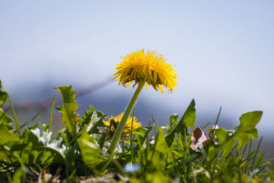 Close-up of yellow flowering plant against sky