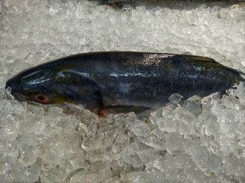 Close-up of fish in water