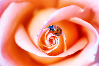 Close-up of insect on flower