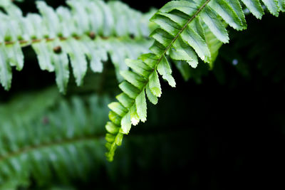 Close-up of fern leaves