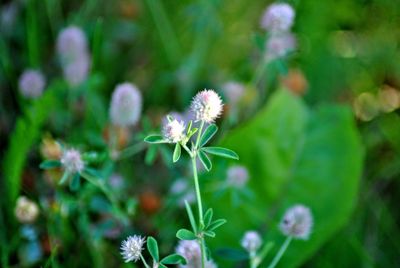 Close-up of flowers