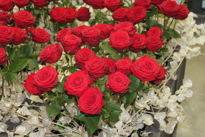 High angle view of red roses