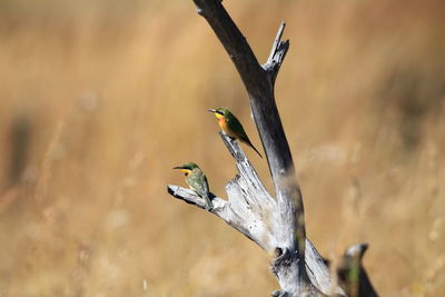 High angle view of bee-eaters perching on bare tree