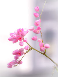 Close-up of pink cherry blossoms in spring