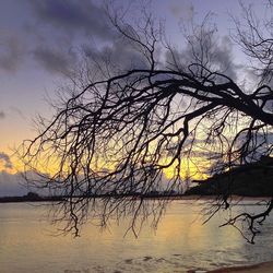 Reflection of bare trees in lake