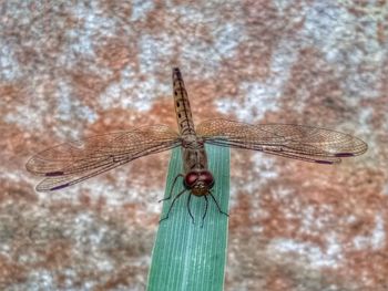 Low angle view of dragonfly on wood