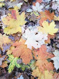 Close-up of fallen maple leaves