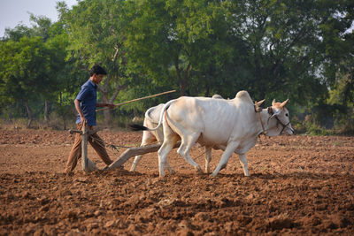 Full length of man standing by farm