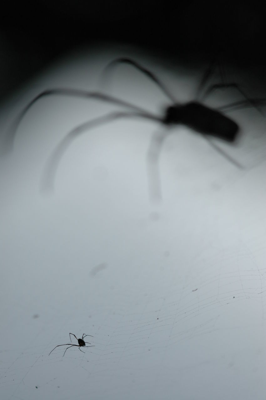 CLOSE-UP OF SPIDER ON WEB