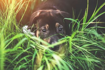 Portrait of dog