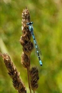 Close-up of insect on plant