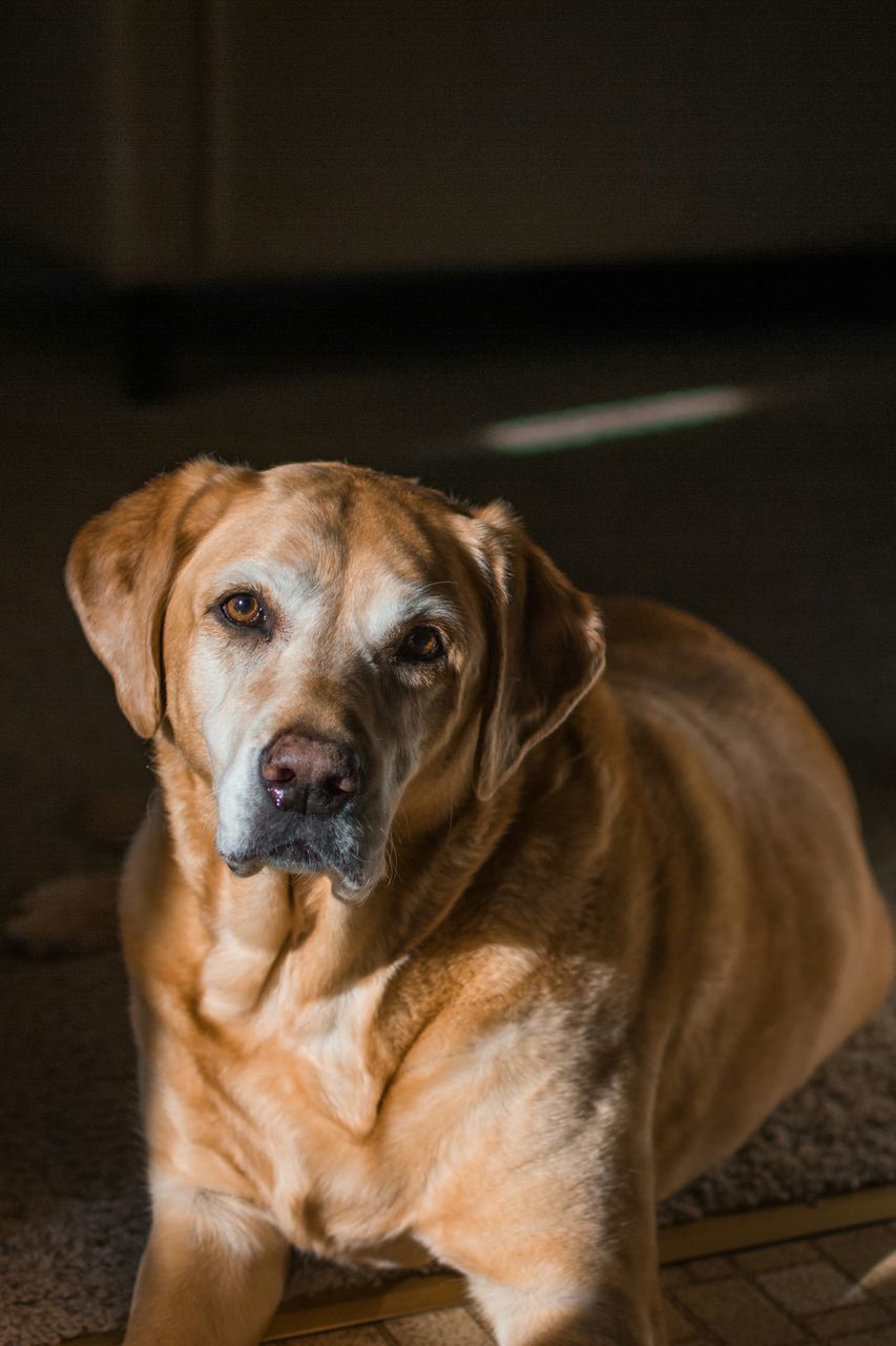 pets, animal themes, dog, one animal, domestic animals, mammal, indoors, looking at camera, portrait, close-up, focus on foreground, relaxation, sitting, animal head, home interior, brown, cute, no people, pet collar