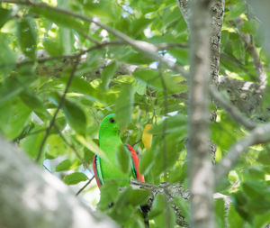 Bird perching on a tree