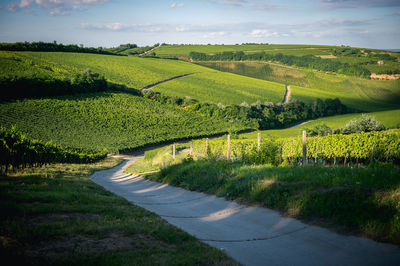 Footpath by vineyards against sky
