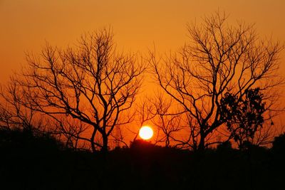 Low angle view of silhouette bare tree against orange sky