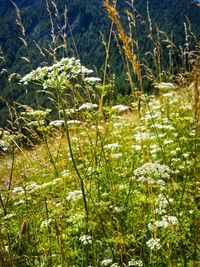Full frame shot of wildflowers in field