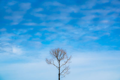 Low angle view of bare tree against blue sky